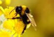 Bee bumblebee wallpaper macro photography flower yellow shot insect wallpapers